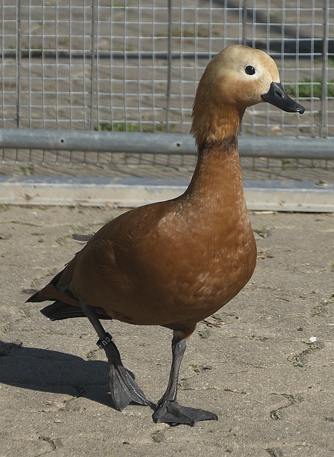 湖人